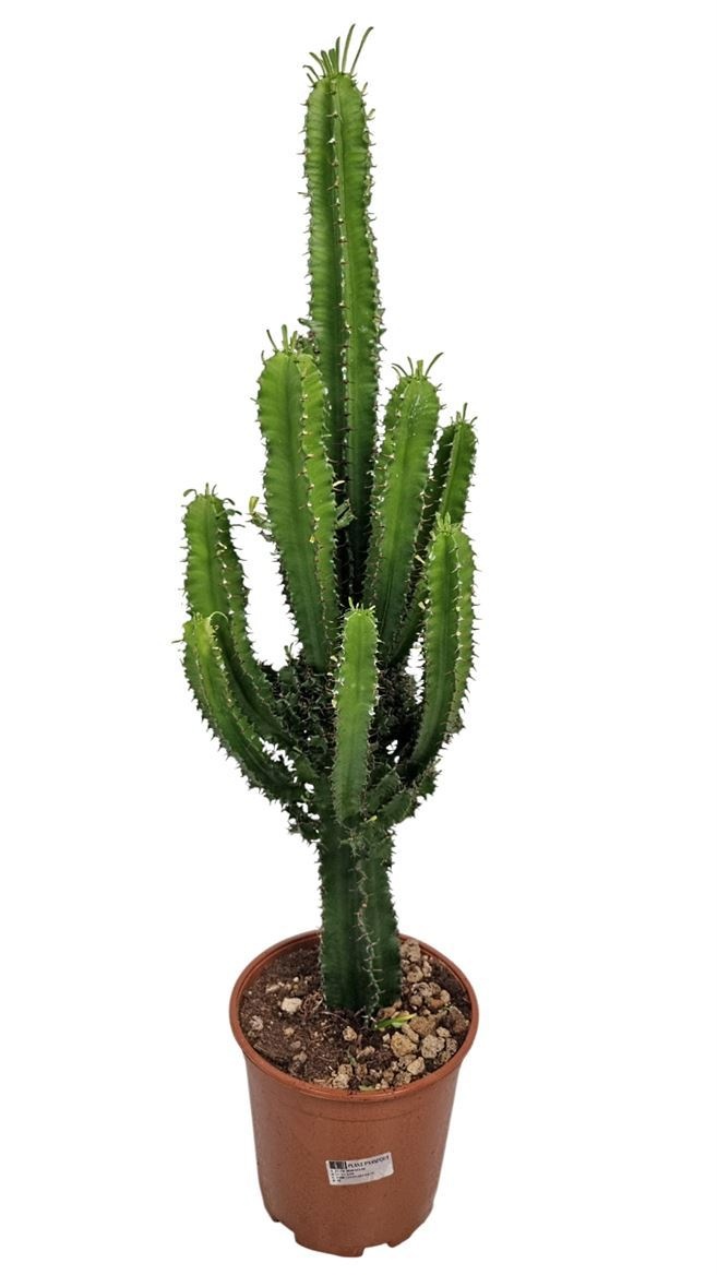 Euphorbia Eritrea - 540, D 21