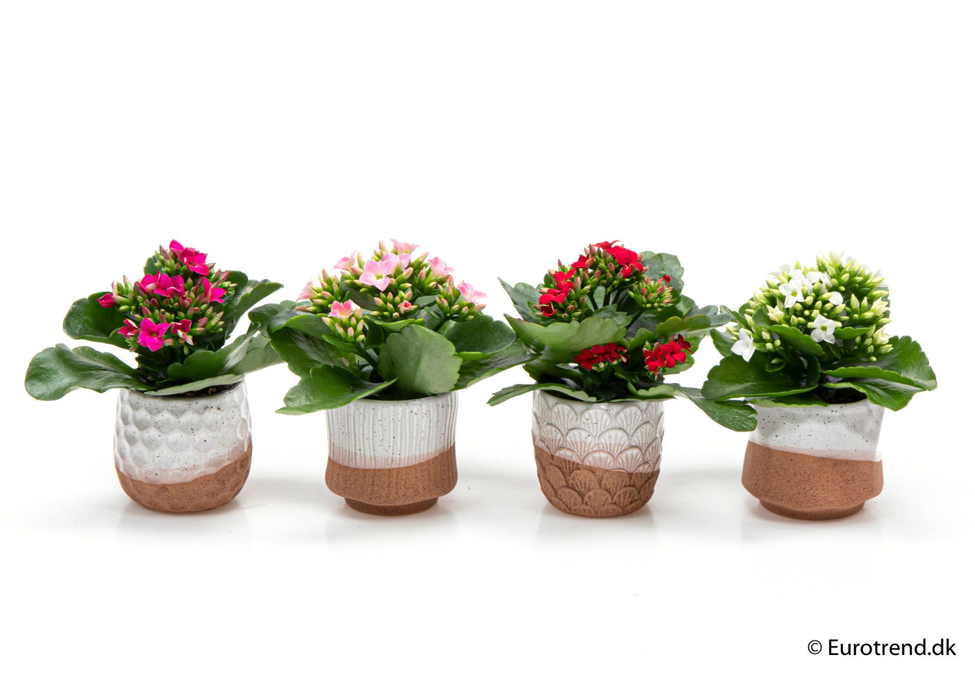Kalanchoe in ceramic - New Look 2025, D 6
