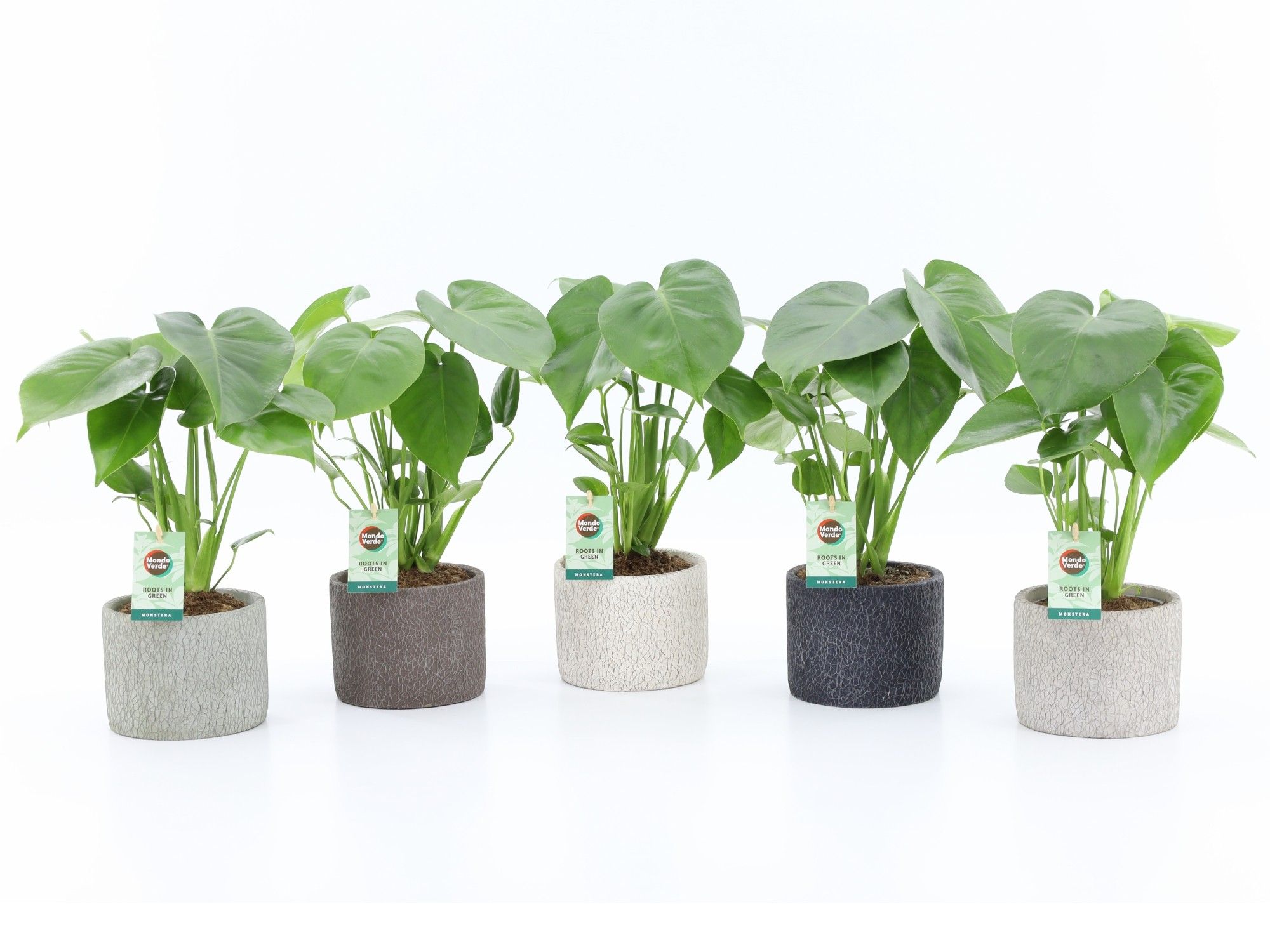 Monstera deliciosa in Classic Stone keramiek, D 14