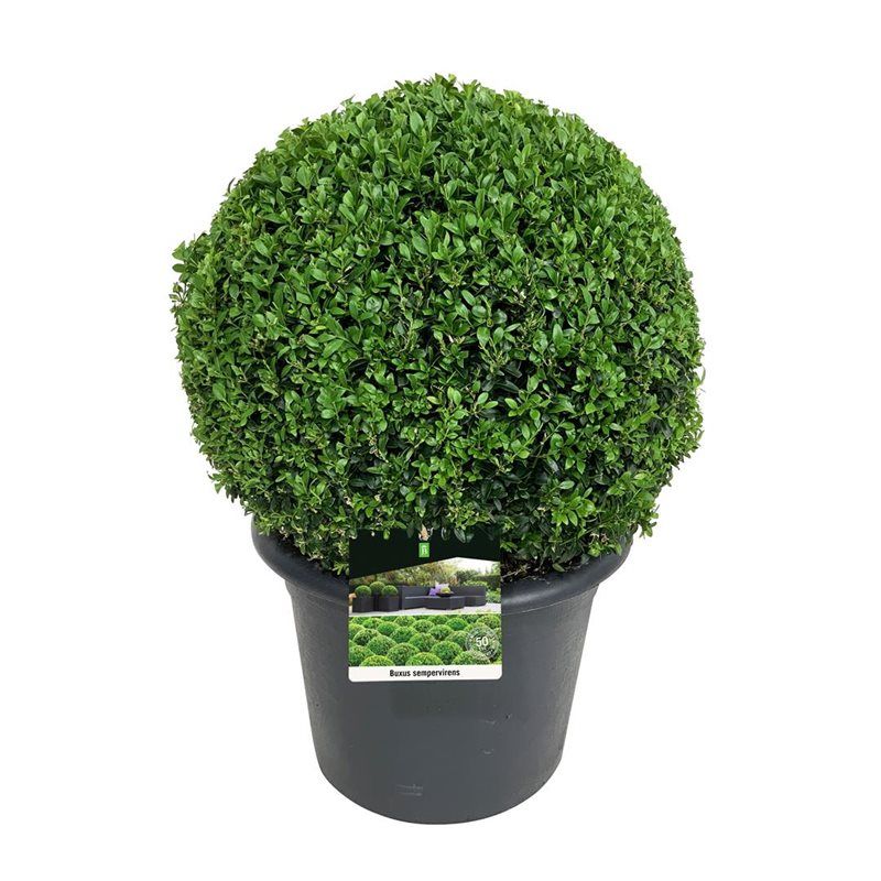 Buxus sempervirens, D 33