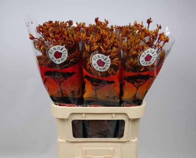 Анигозантус Голд Фивер 80, шт.