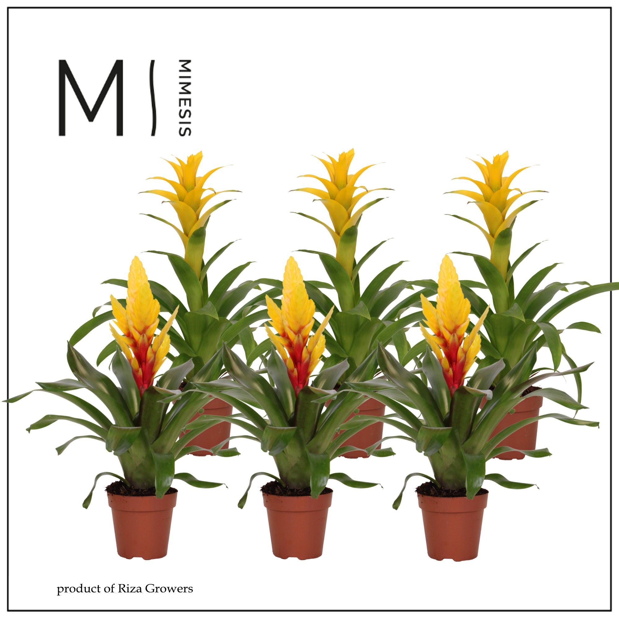 Bromelia Yellow - 12cm | Mimesis, D 12