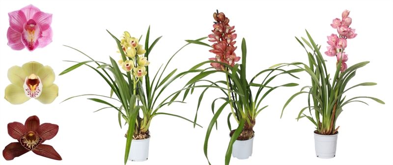 Cymbidium p12 mix 1T05+, D 12
