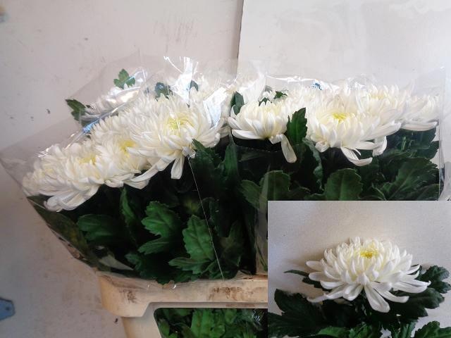 Хризантема од. Салма Крим 80, шт.