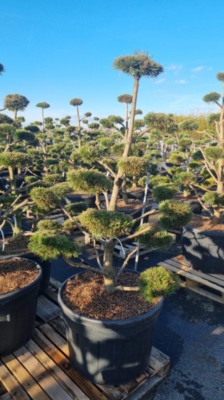 Pinus mugo 'Gnom', bonsai, D 120