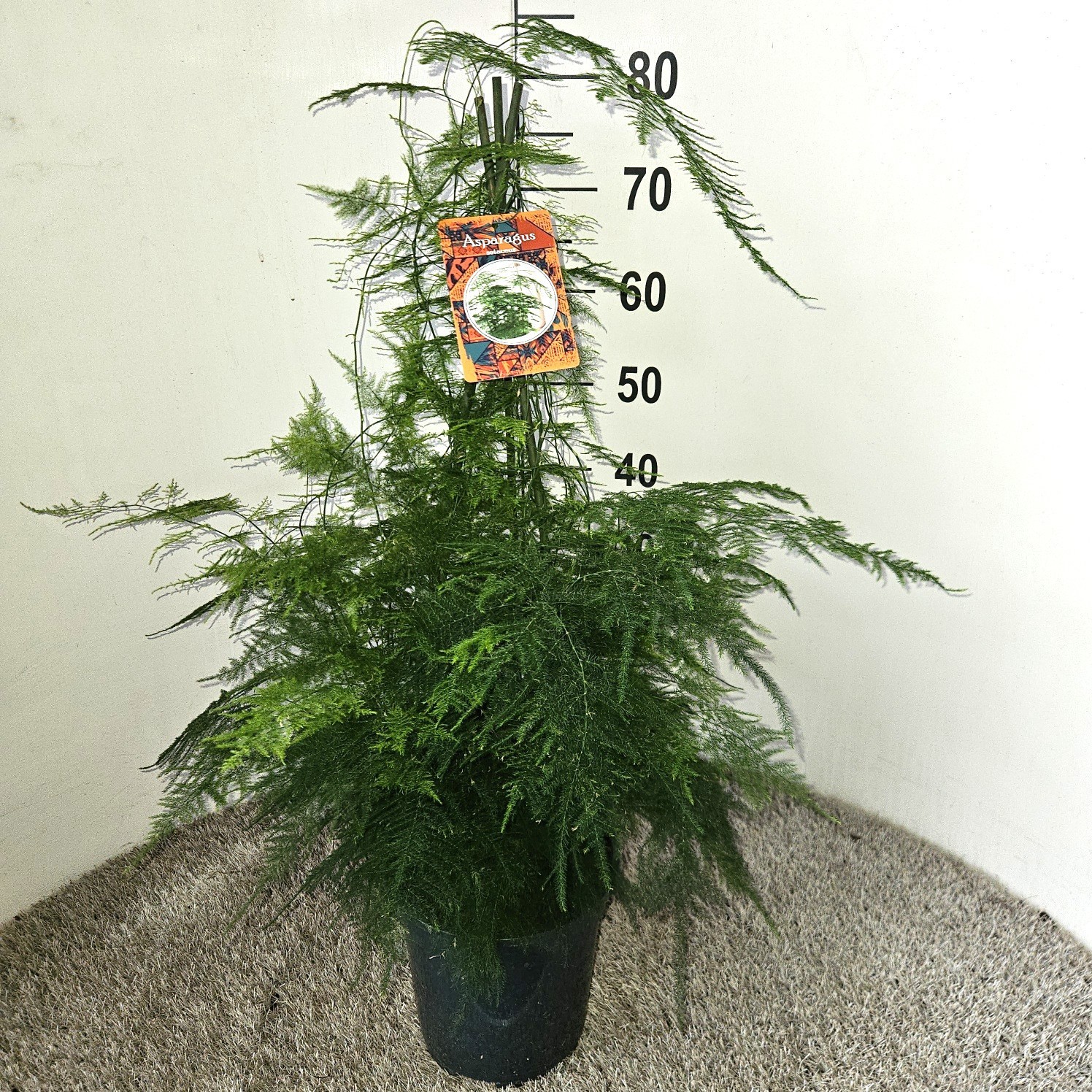 Asparagus setaceus, D 21