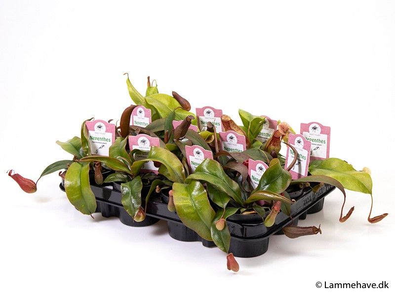 NEPENTHES-HYBRIDER 142 'MIX', D 9