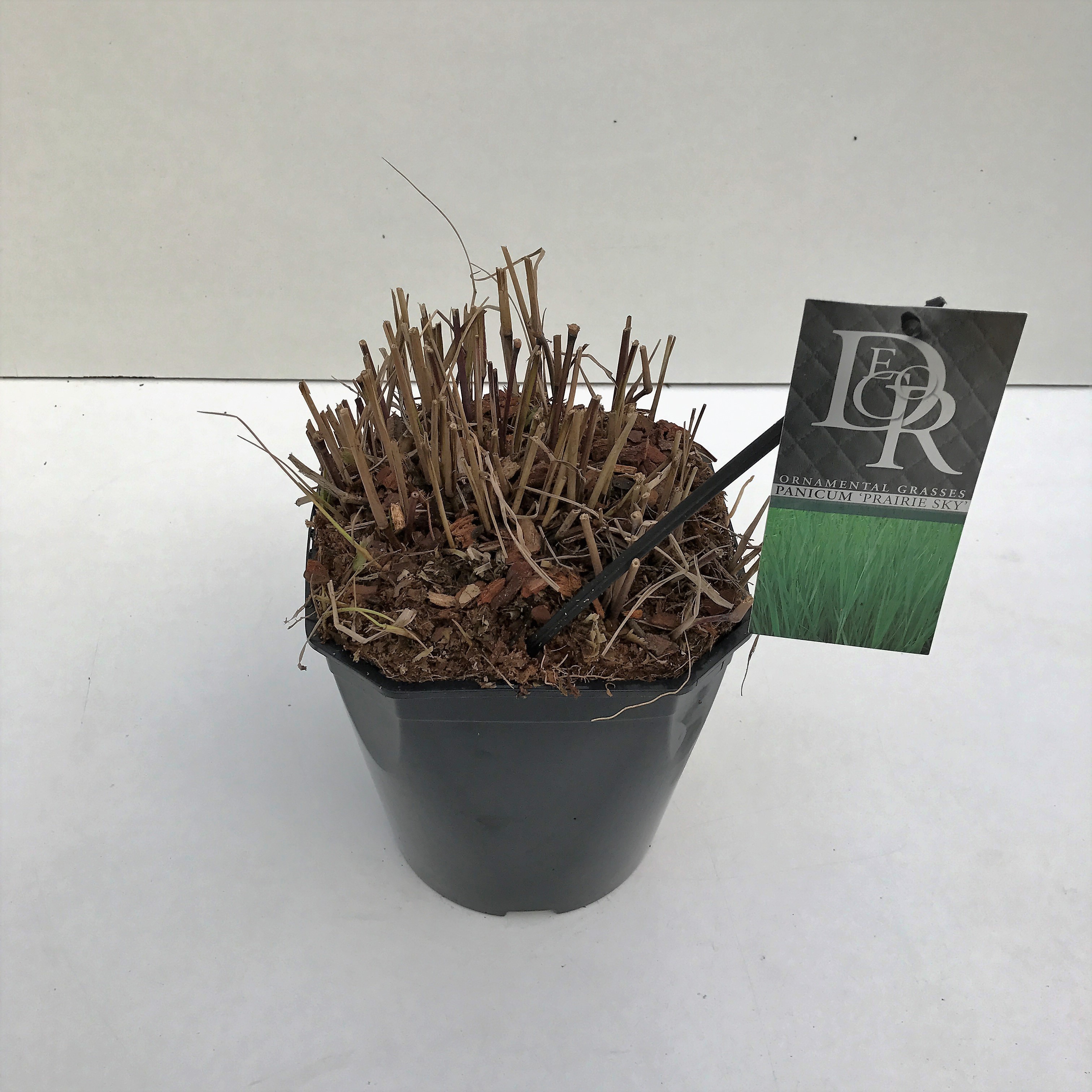 Panicum 'Prairy Sky', D 23