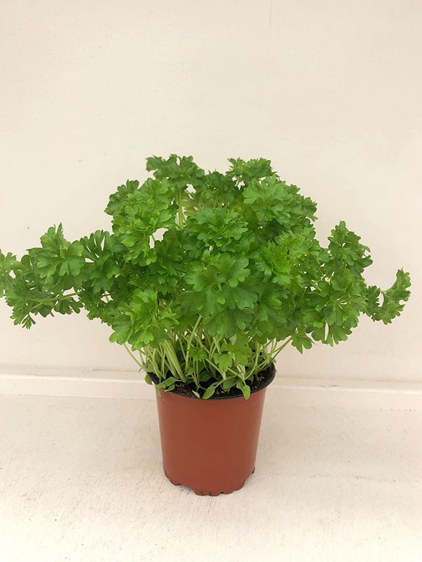 PETROSELINUM (FLERE TYPER), D 11 cm