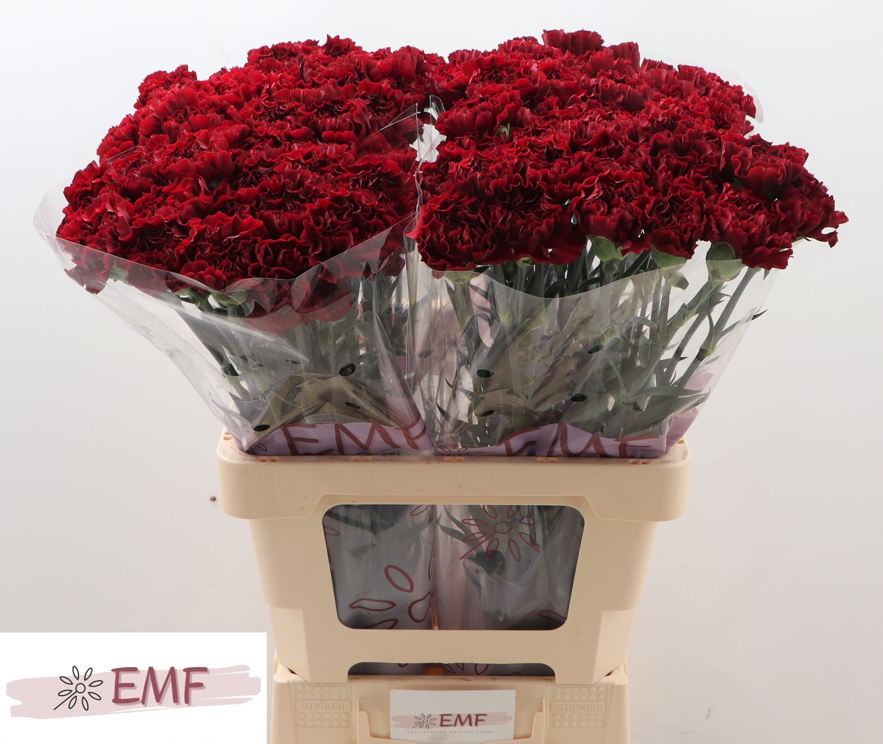 Диантус од. Грэйс, шт. Диантус од. Грэйс, шт.