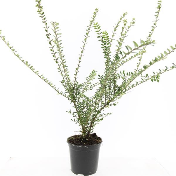 Lonicera nit. 'Elegant', D 14 cm