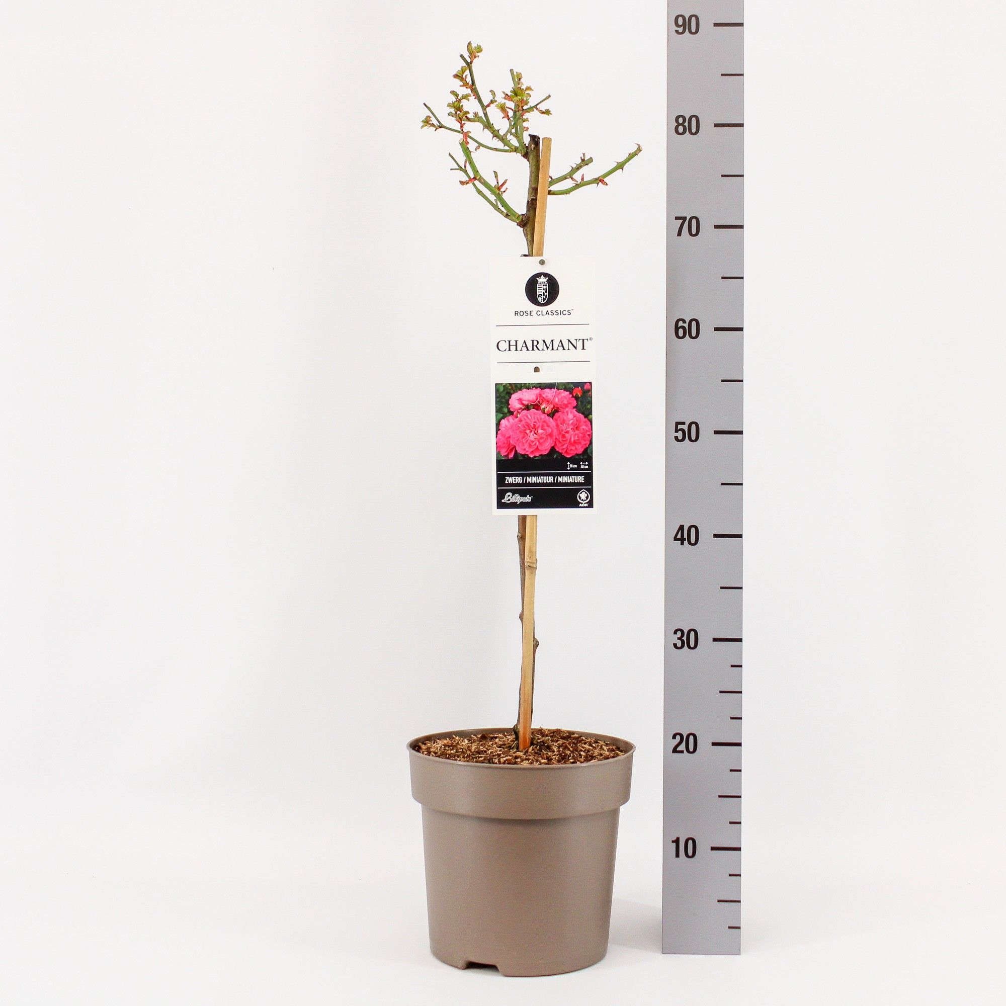 Rosa (M) Charmant ®, stam 50, C6, D 24