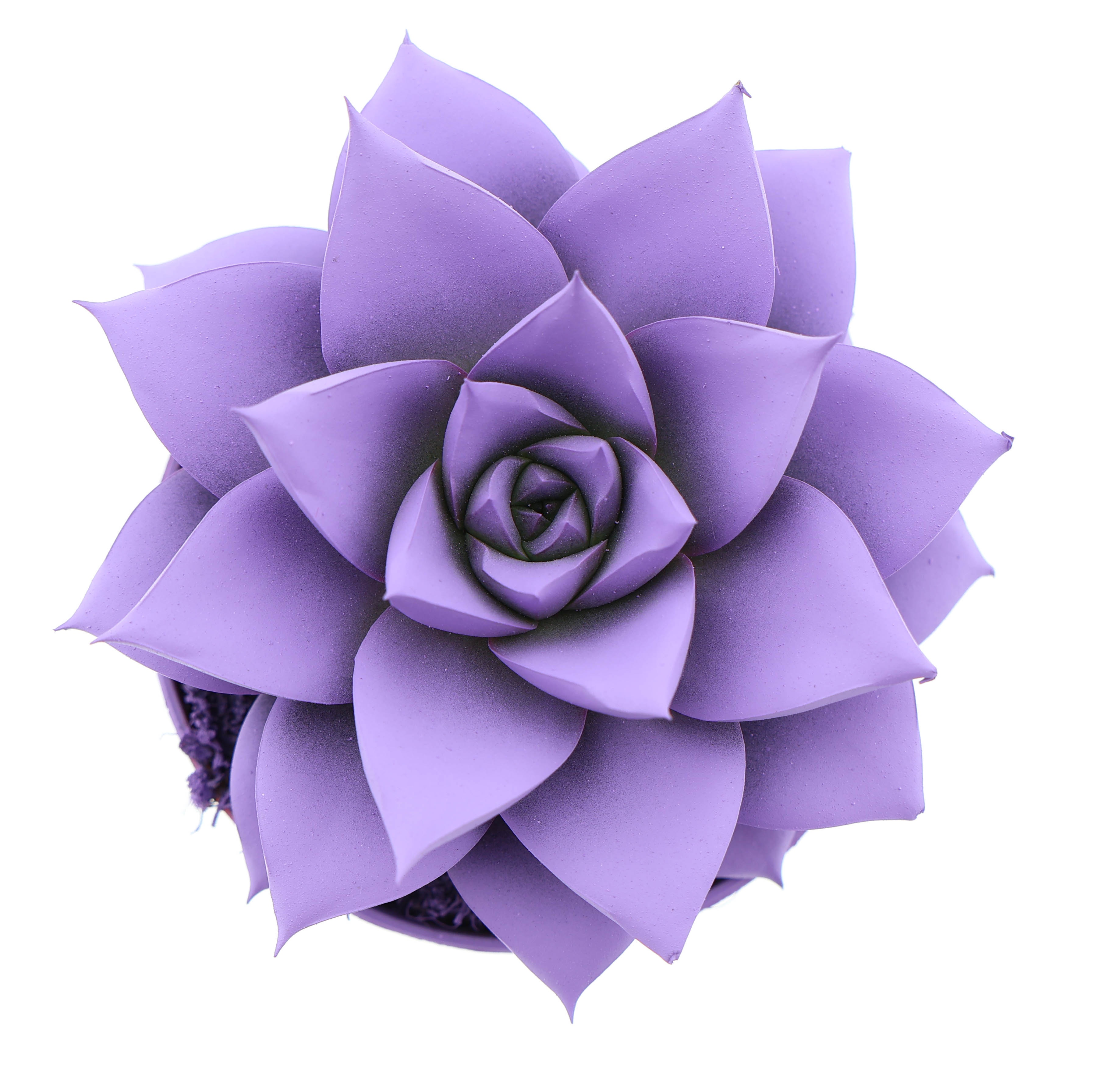 Rainbow purper purple, D 8,5