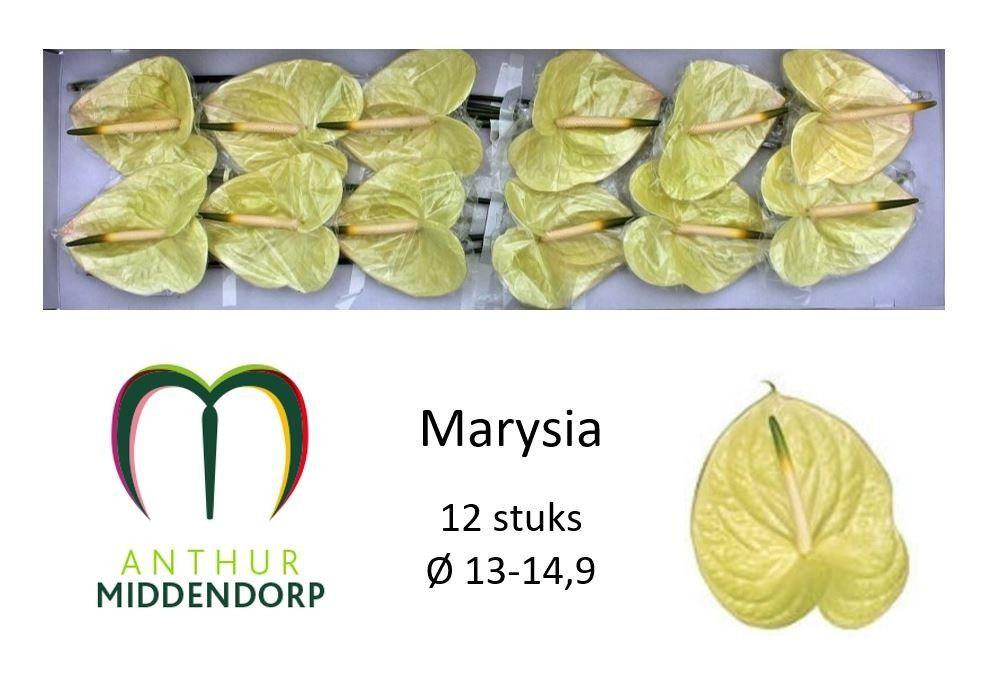Антуриум Маруся (желт.) x12, шт.