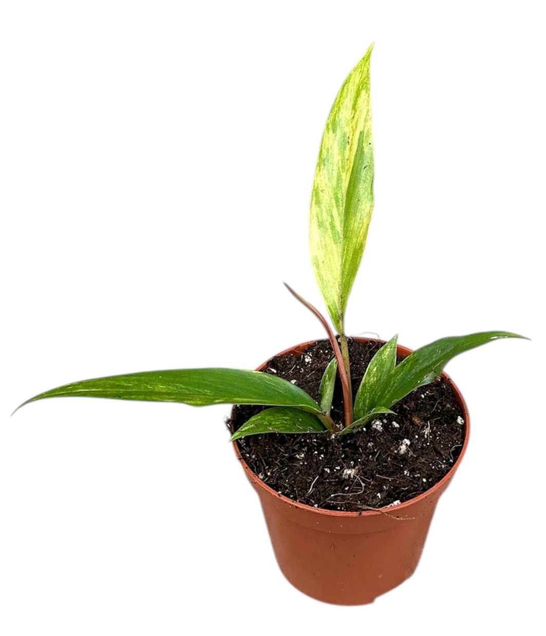 philodendron caramel marble, D 8