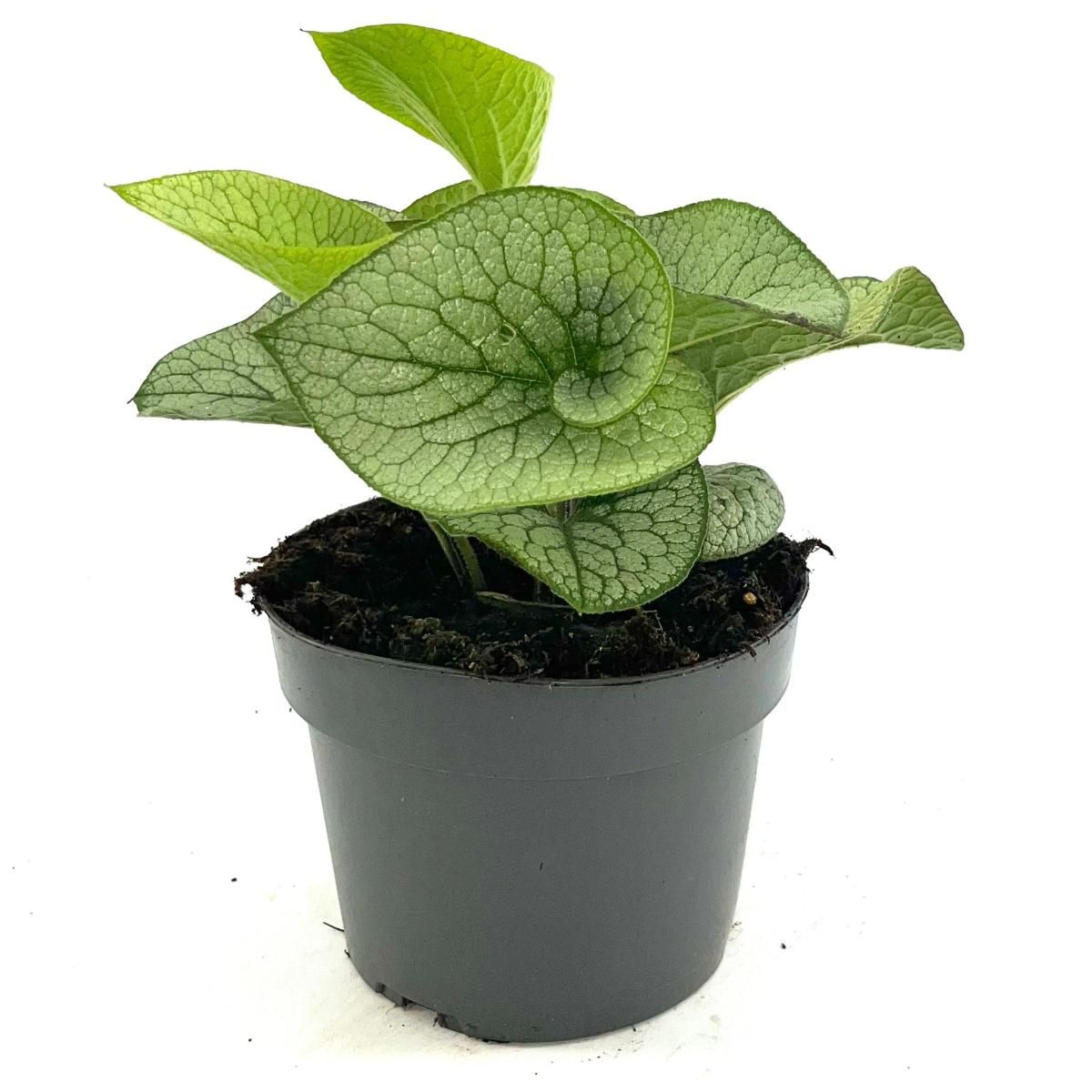Brunnera macr. 'Sterling Silver', D 17 cm