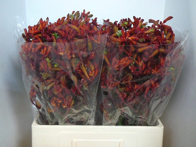 Анигозантус Эрли Спринг 60 (красн.), шт.