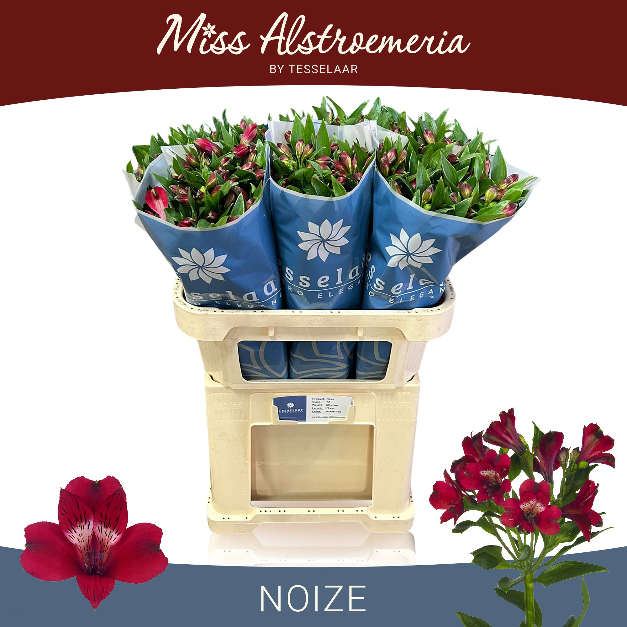 Альстромерия Ноиз (красн.), шт.