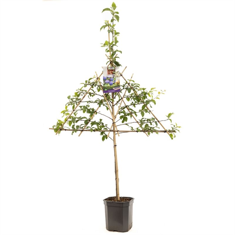 Prunus dom. Hauszwetsche leivorm Donkerblauwe pruim, D 24 cm