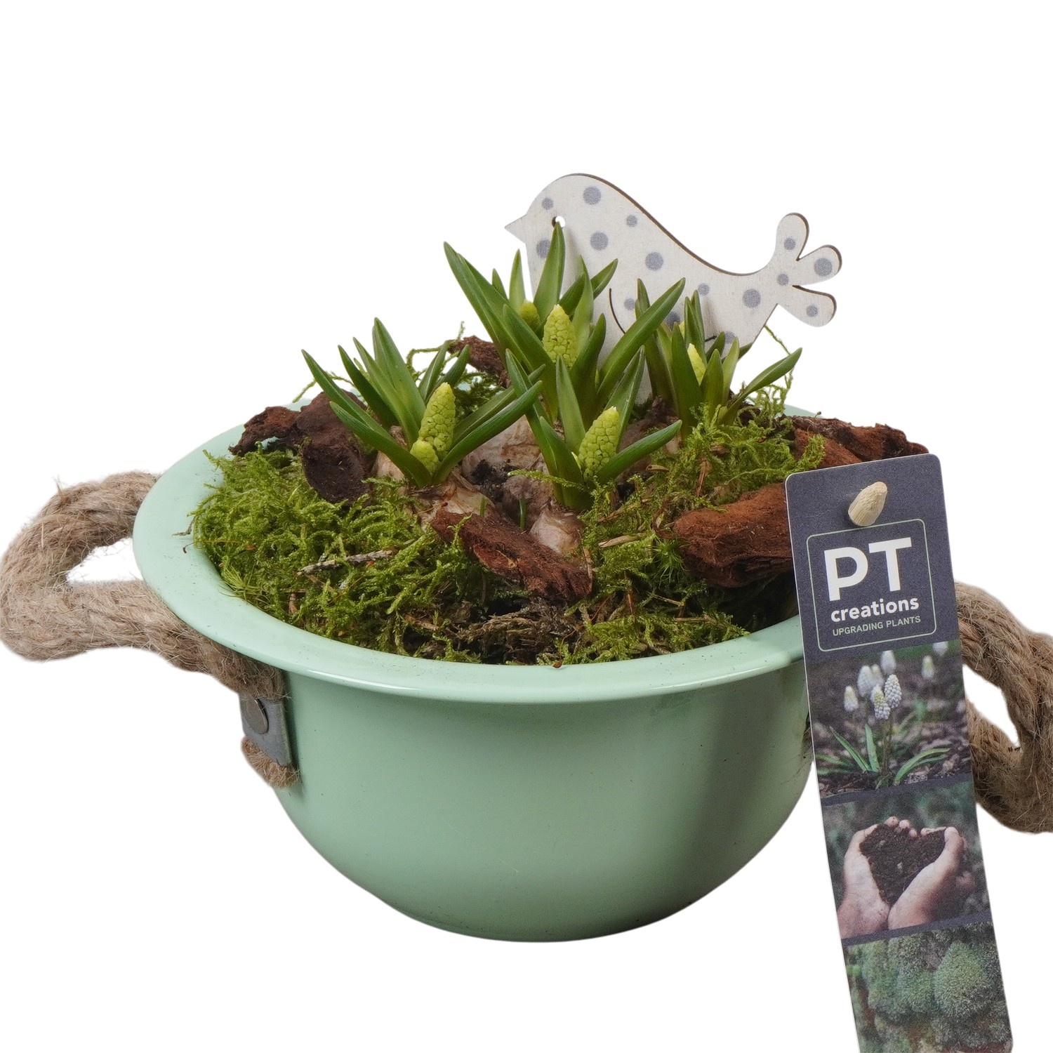 PTWMB8101 Arrangement Muscari White in metalen schaal, D 16