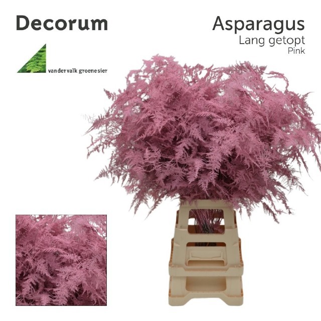 Аспарагус Овериг Крашеный (краш. ) 85, шт.