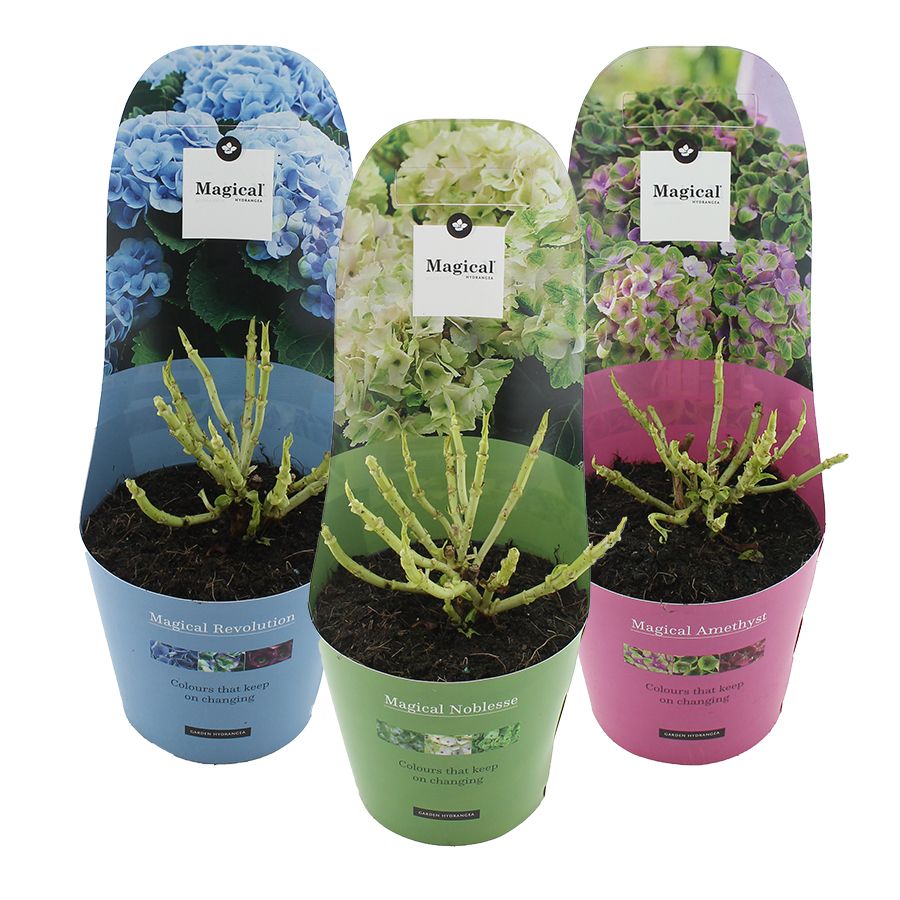 Hydrangea macr. Magical® MIX C2 (17cm.) Potcover, D 17