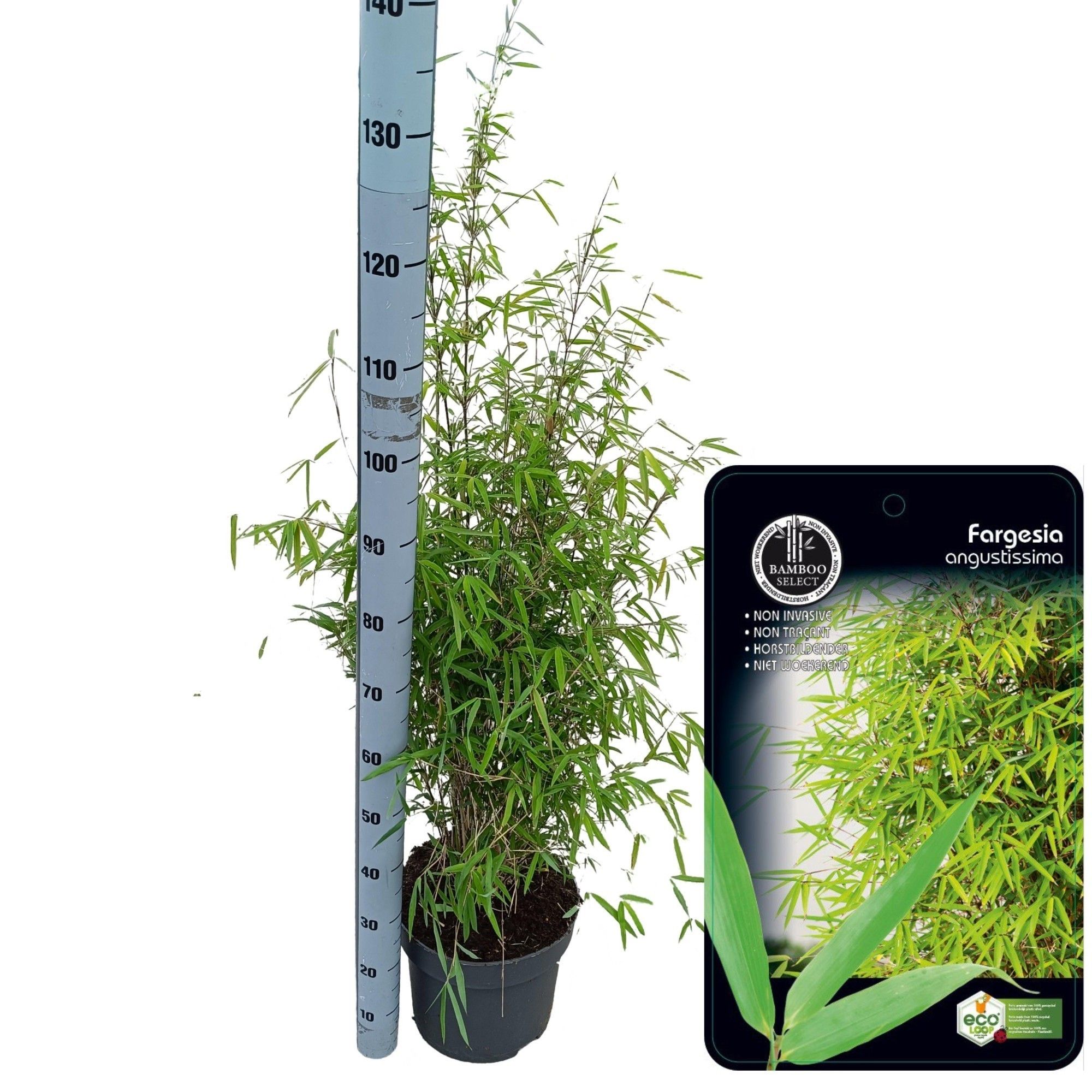 Fargesia 'Angustissima', D 29 cm