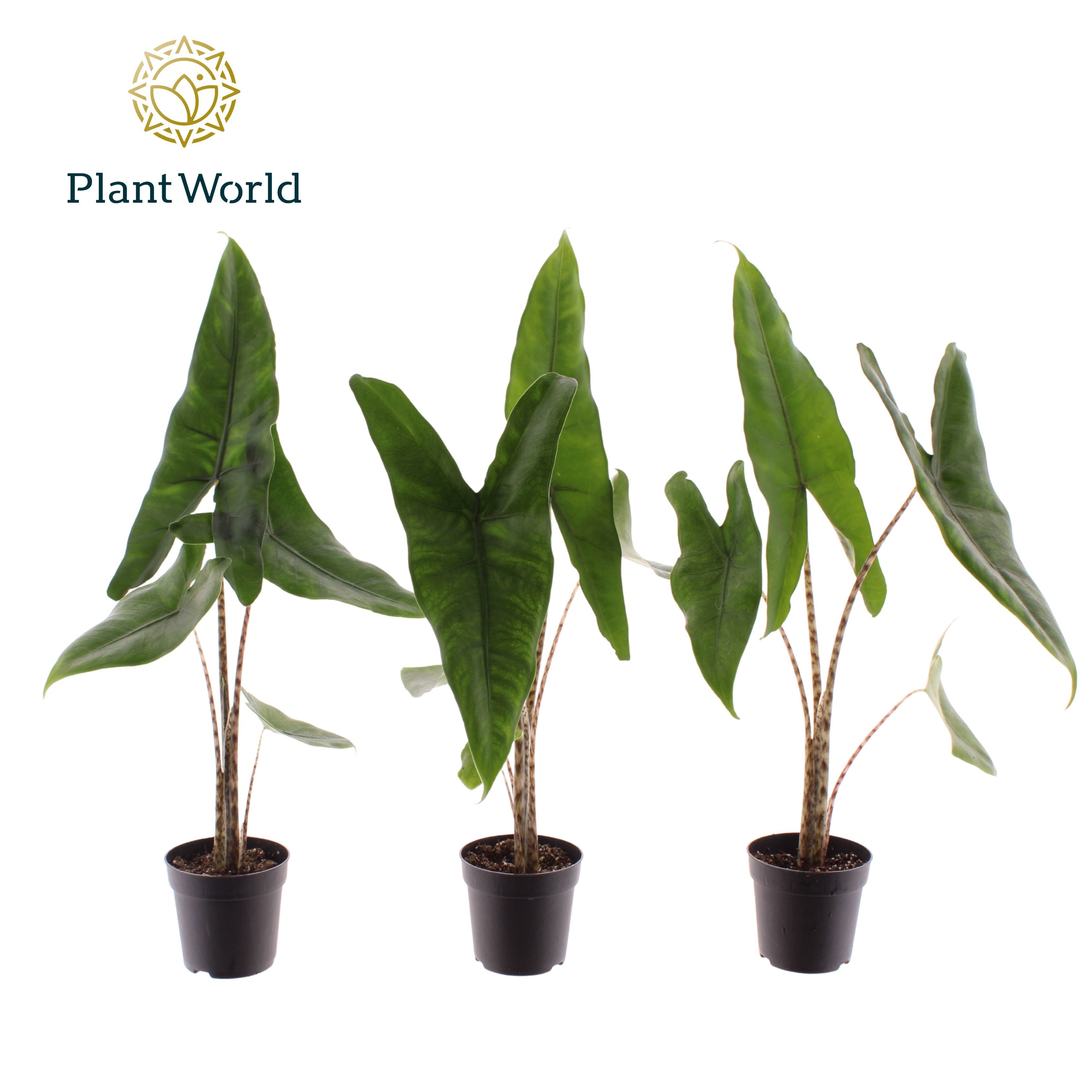 Alocasia Zebrina 7 cm, D 7