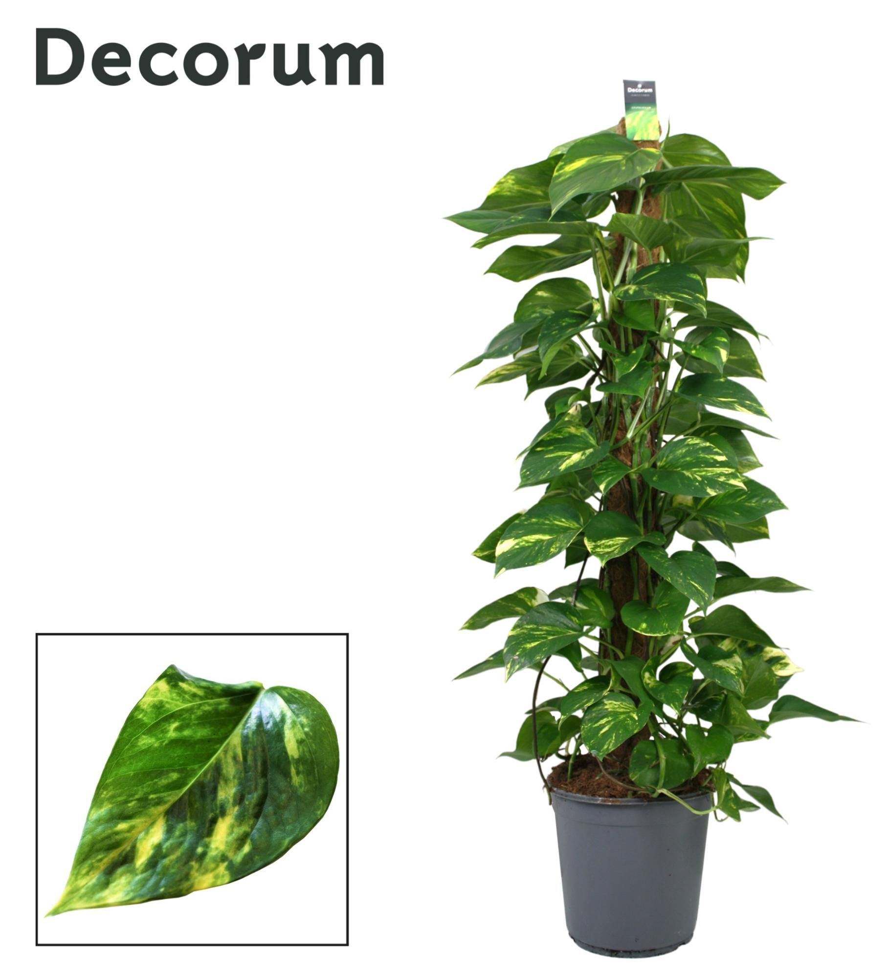 Scindapsus (Epipremnum) mosstok 120 cm DECORUM, D 24
