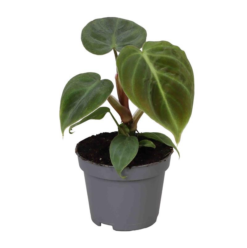 PHILODENDRON-HYBRID 'EL CHOCO RED', D 6 cm