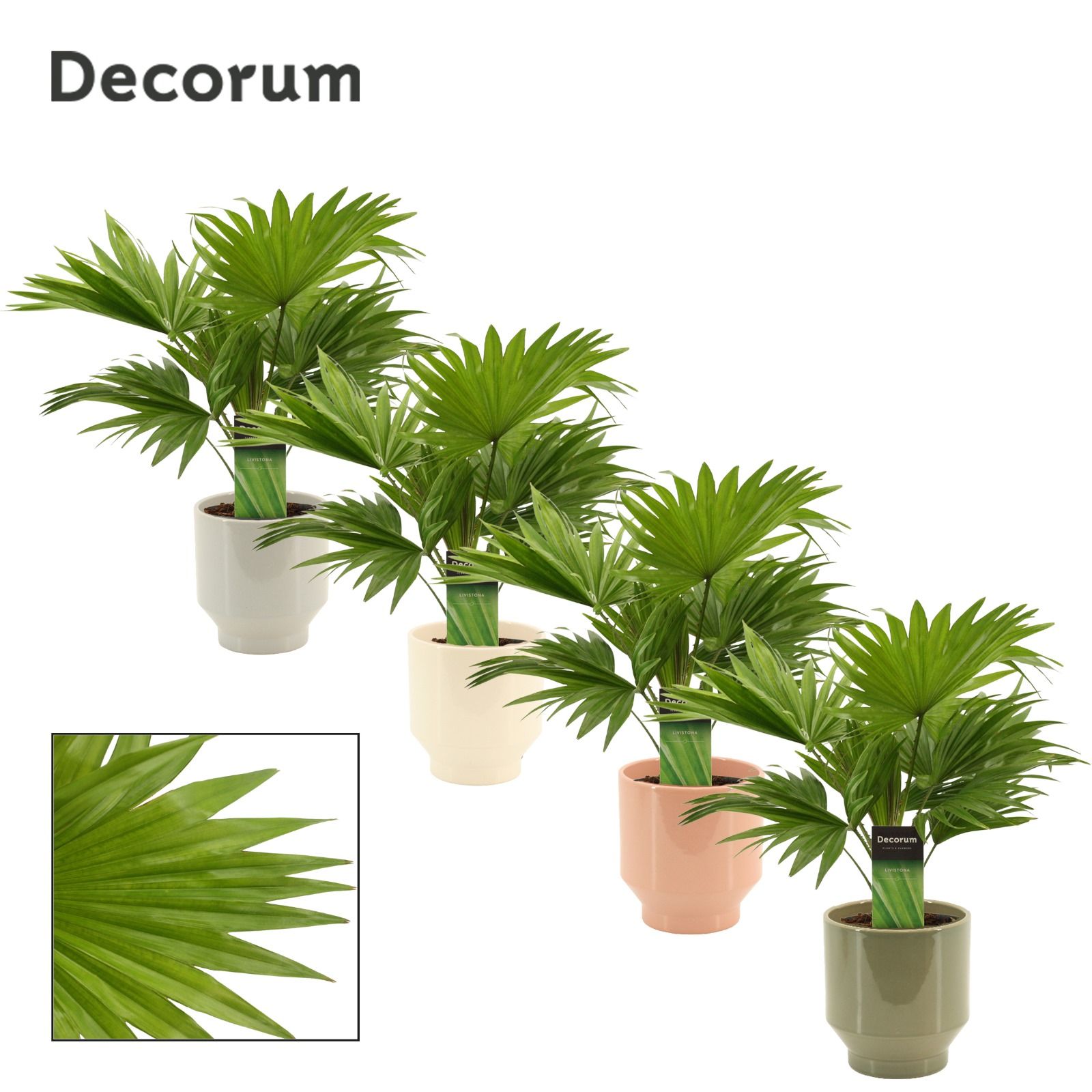 Livistona Rotundifolia 12 cm in Pato (Deco-collection), D 12