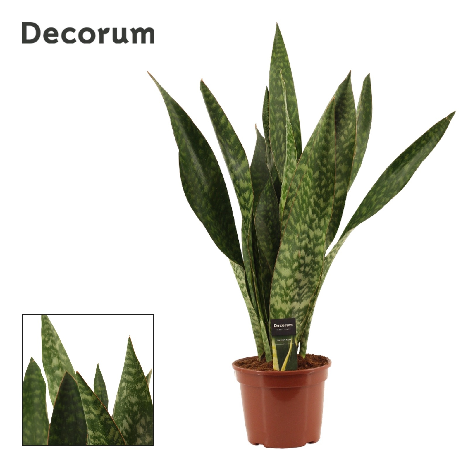 Sansevieria Jamaiquina Regular 21 cm (Decorum), D 21