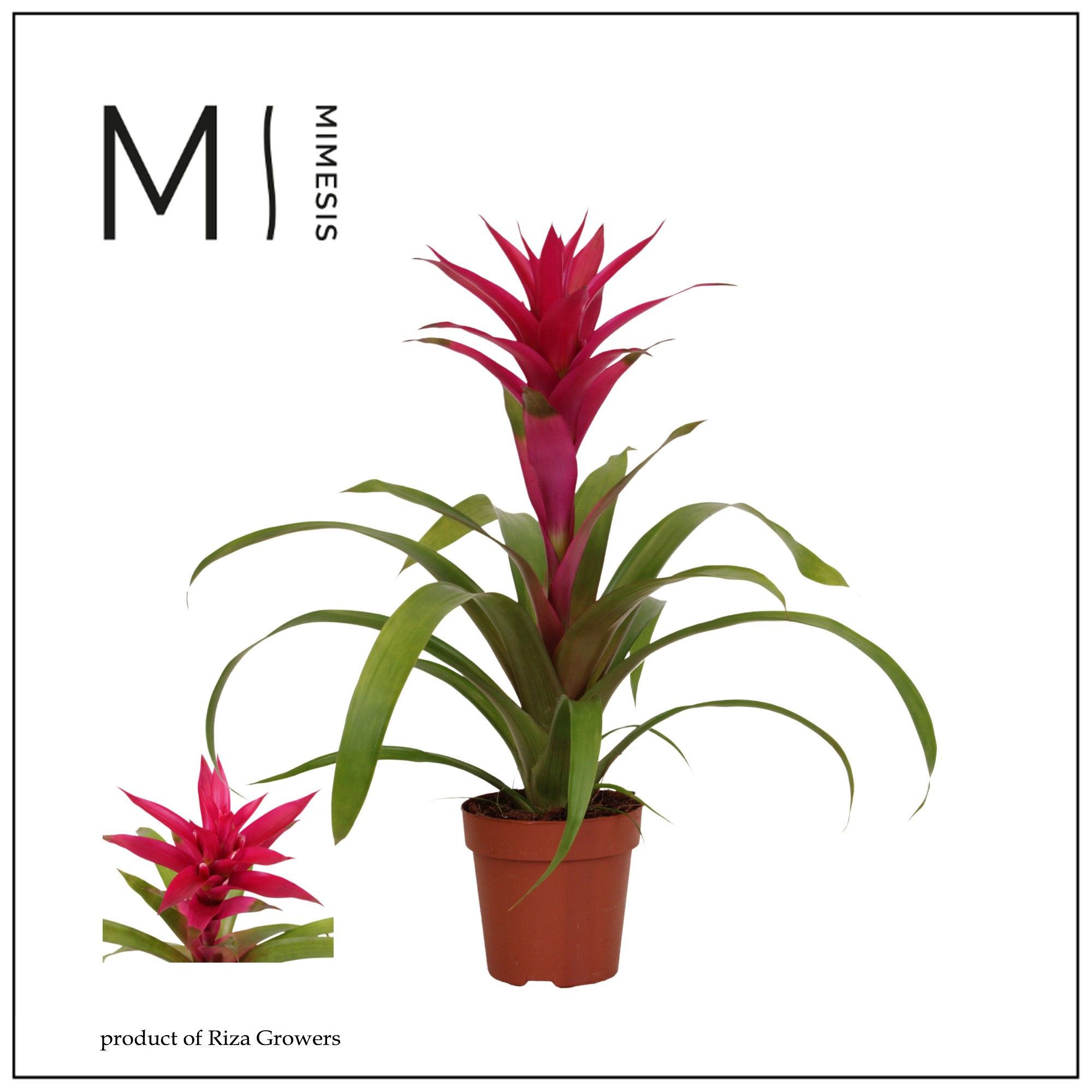 Guzmania Voila - 12cm | Mimesis, D 12