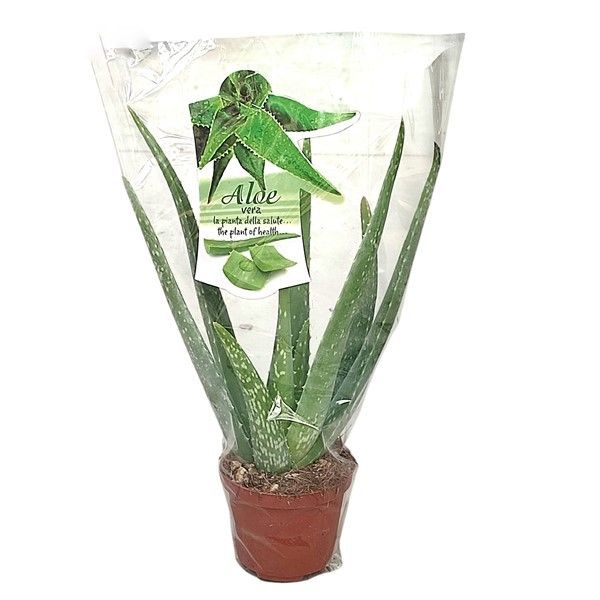 ALOE VERA WITH ENVELOPE AND TAG - POT Ø 10.5 - TRAY 11 PCS (SUCCULENTEN), D 10,5
