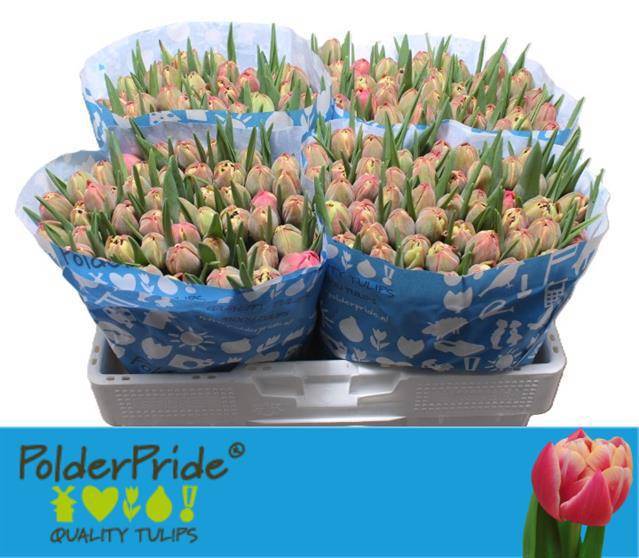 Тюльпан дв. Коламбус, шт.