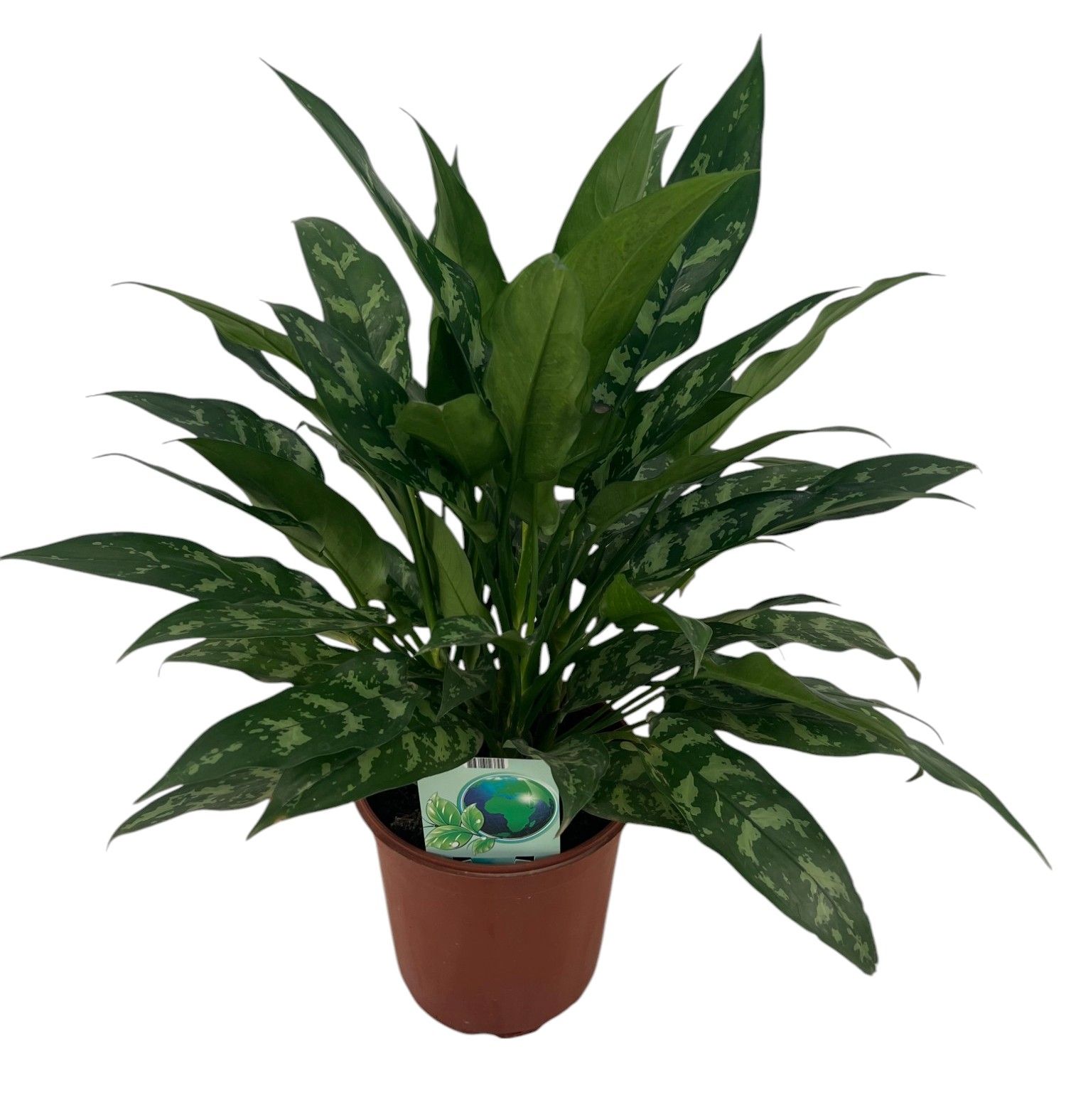 Aglaonema Maria P24, D 24