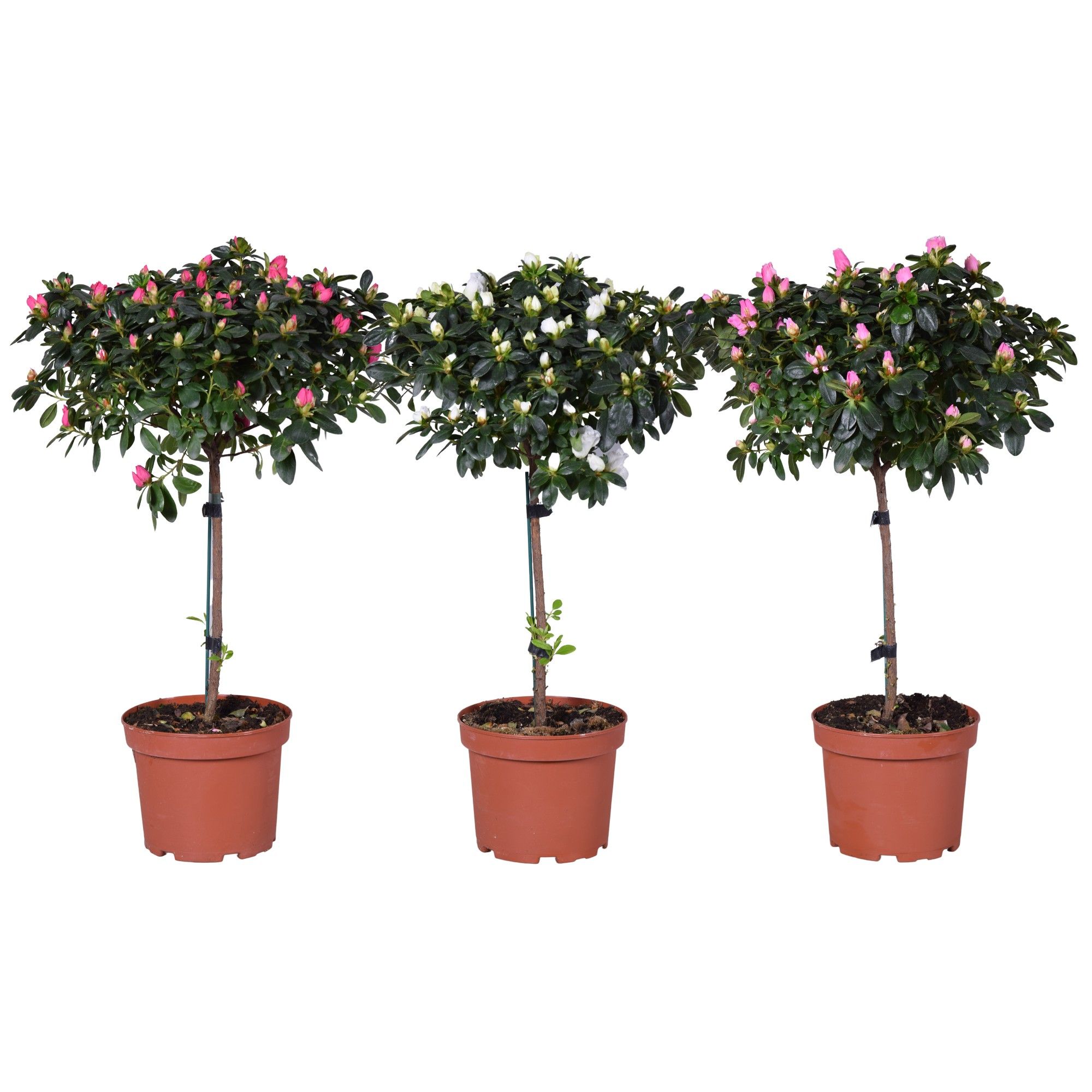 Azalea Vogel op stam gemengd 19cm, D 19