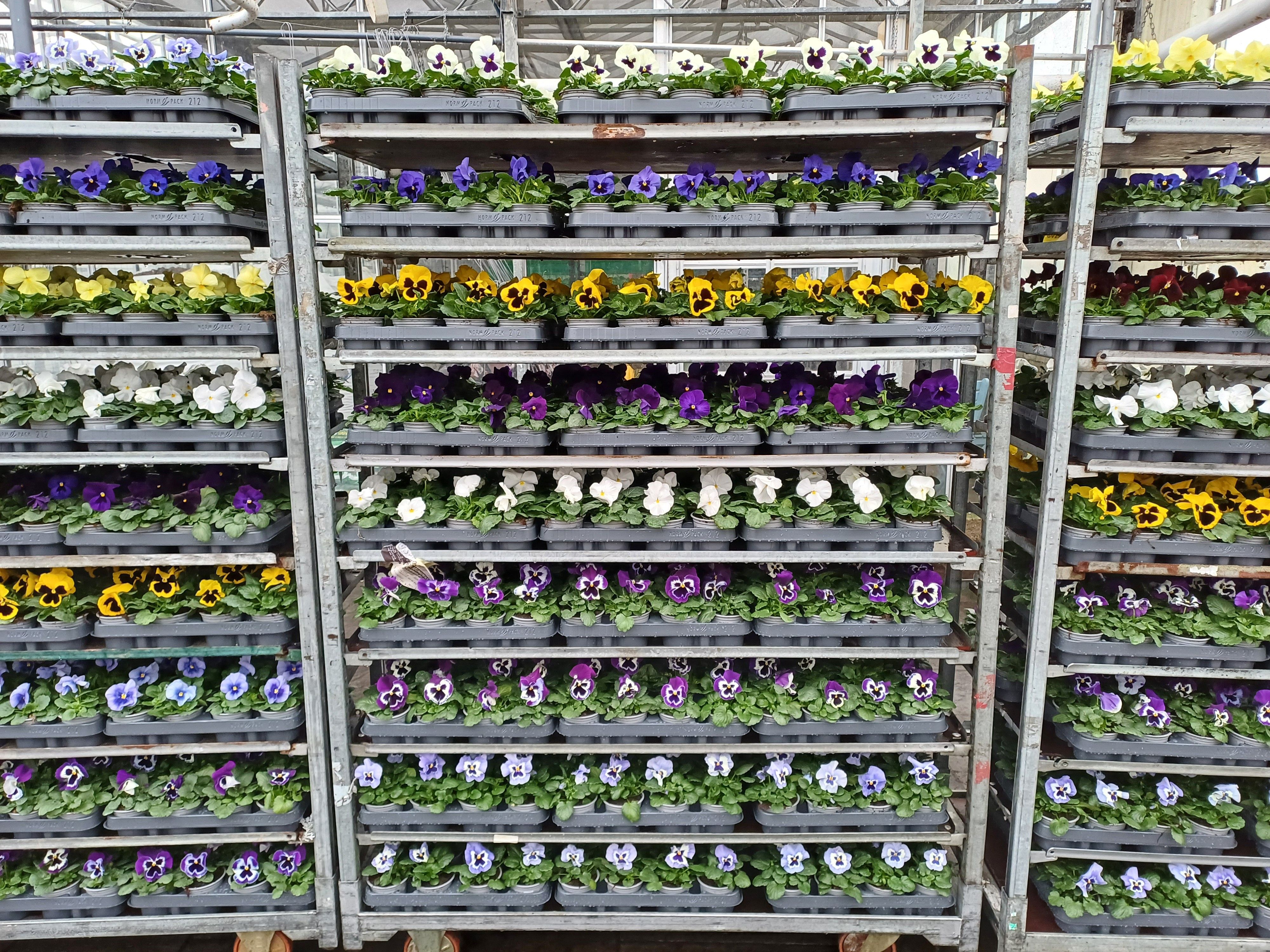 violen F1 grootbloemig 212, D 9