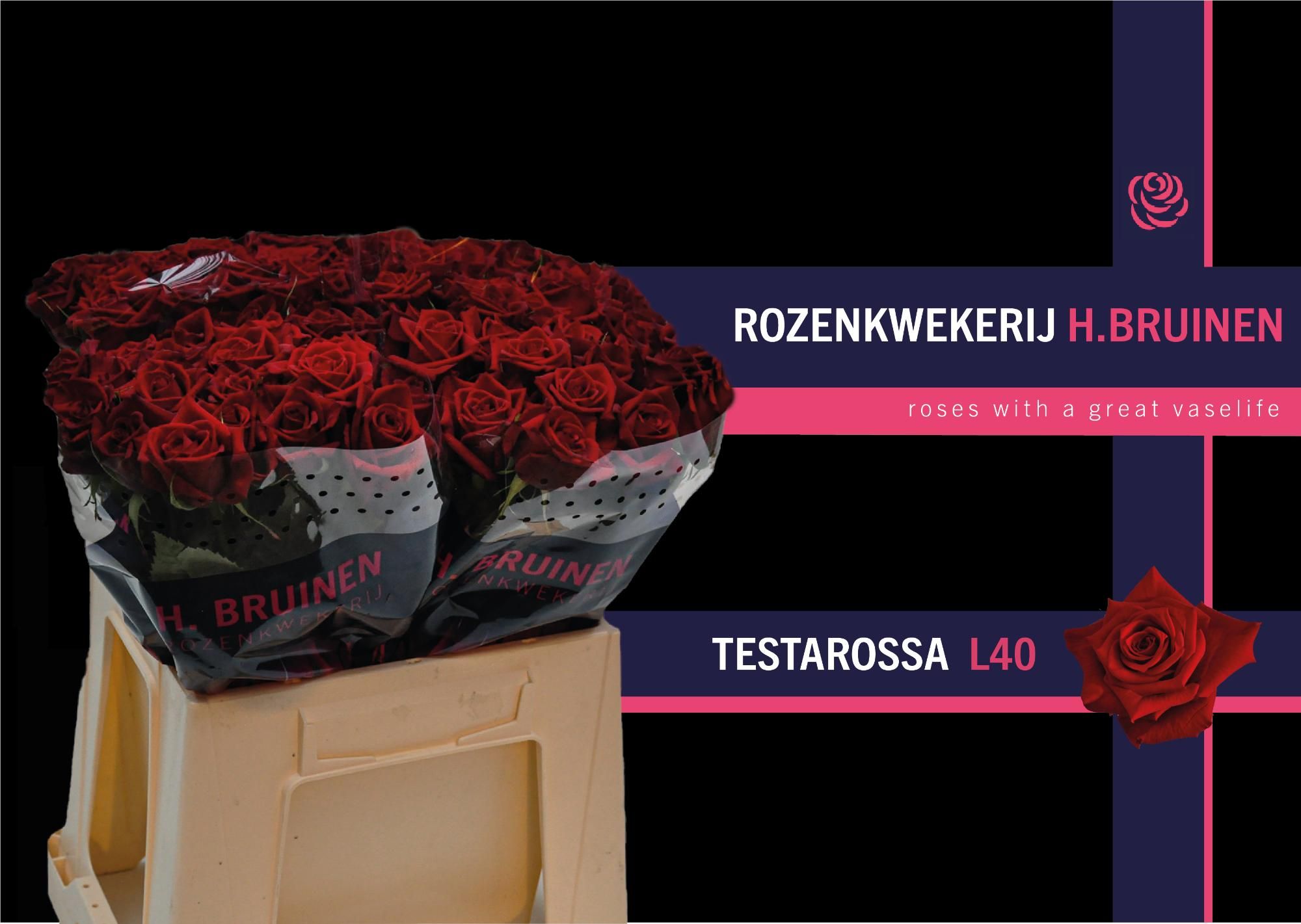 Роза од. Тестаросса 40, шт.