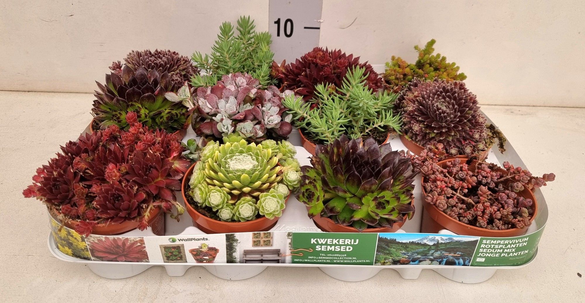 rotsplanten mix 6 soorten, D 9