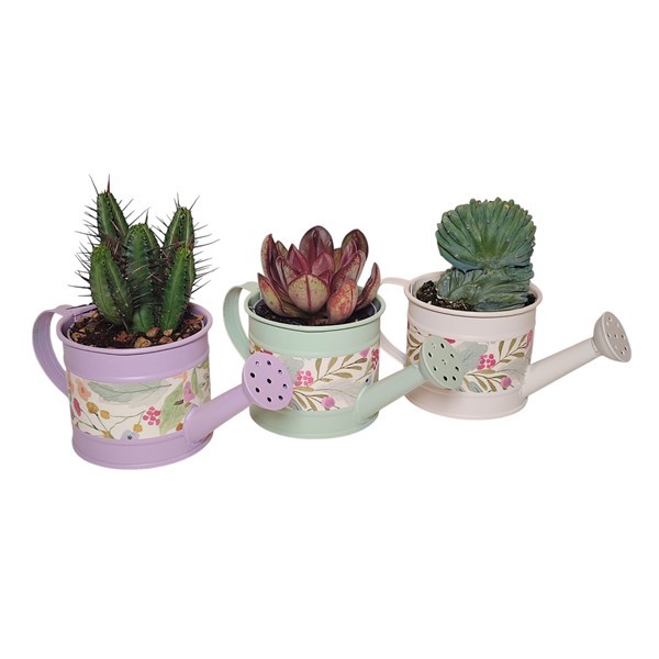 MIX CACTUS AND SUCCULENTS ON ZINC WATERING CAN 'AMELIE' Ø8 - TRAY 8 PCS (CACTUS EN SUCCULENTEN), D 7