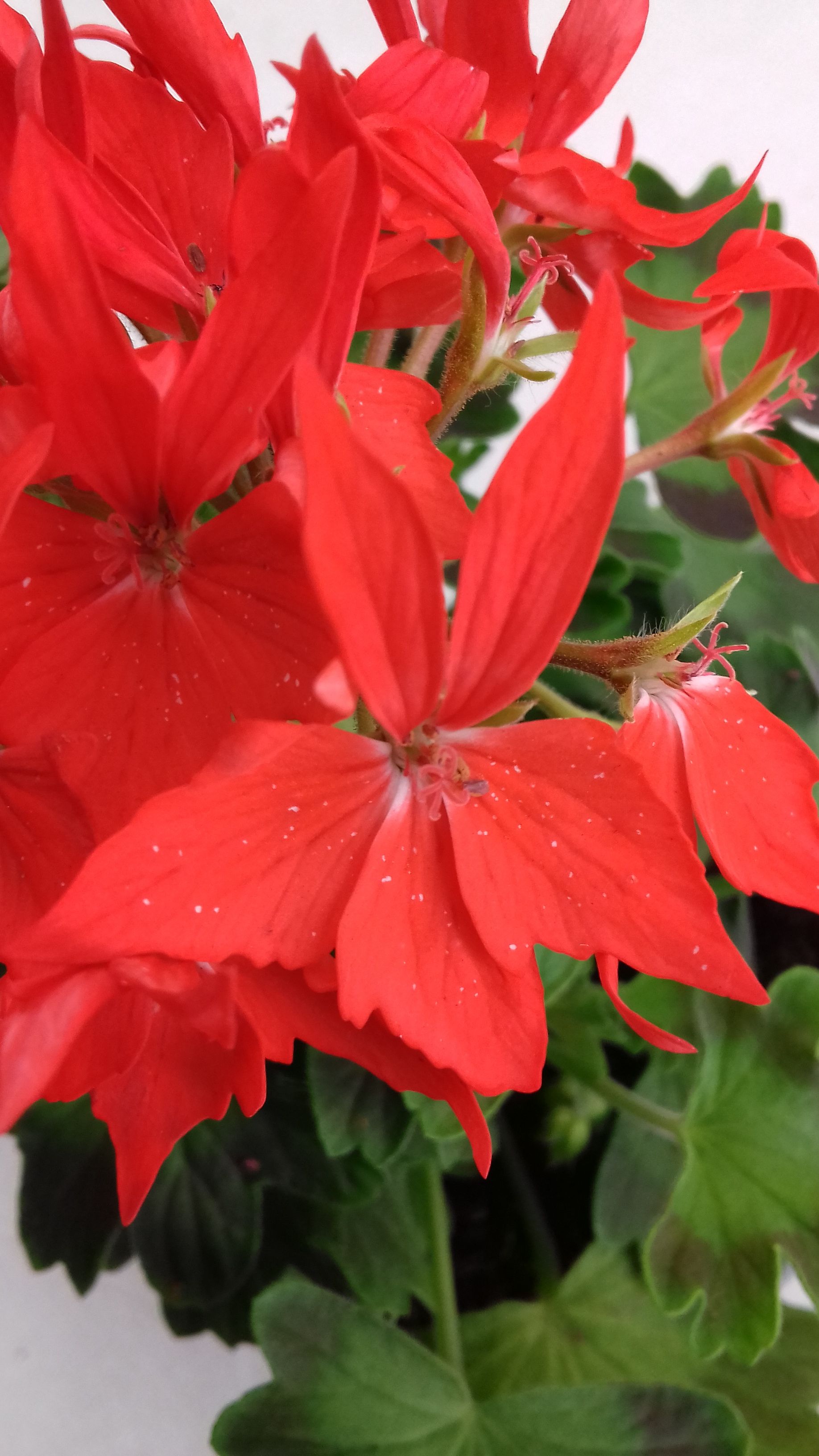 Geranium Fireworks Scarlet, D 10,5