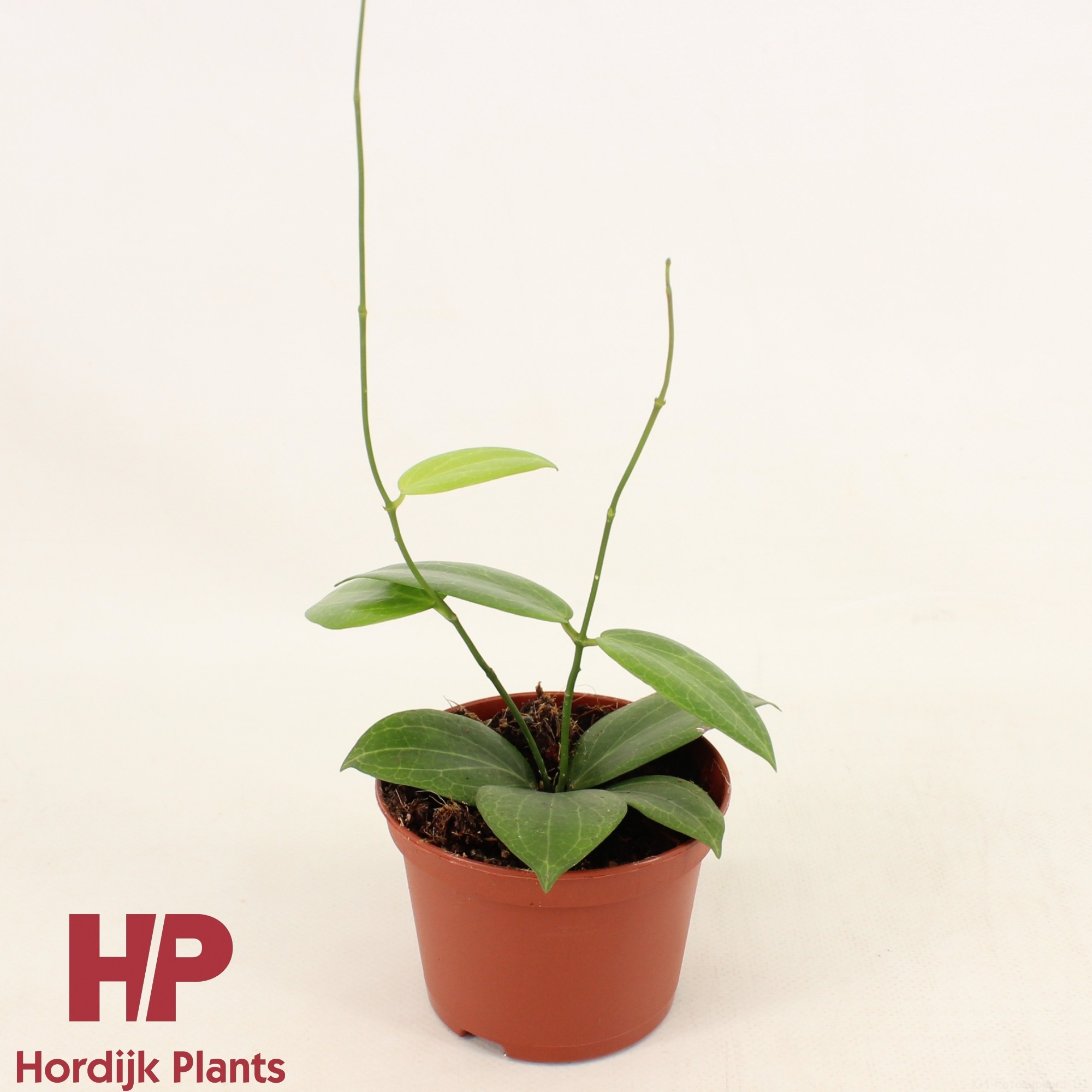 Hoya fitchii P9, D 9 cm Hoya fitchii P9, D 9 cm
