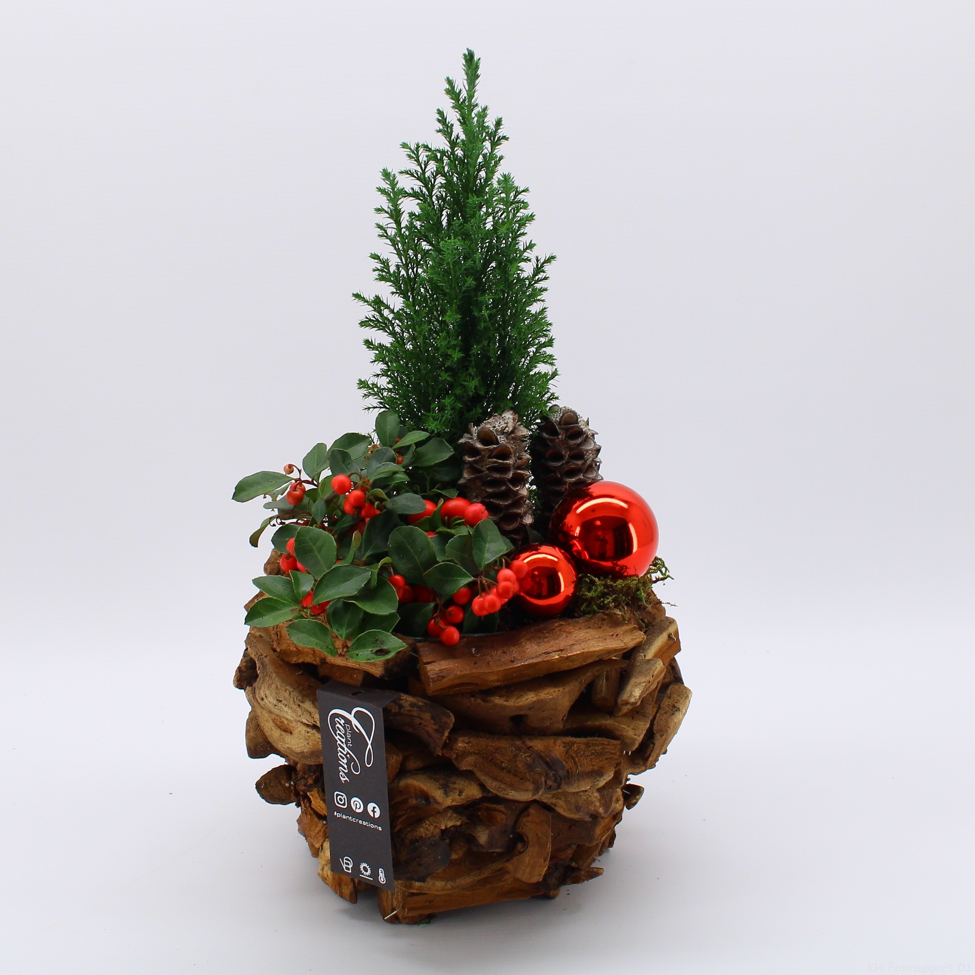 GACR-2508 Gaultheria creatie, D 25 cm