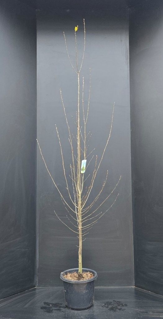 Carpinus betulus Fastigiata, D 30