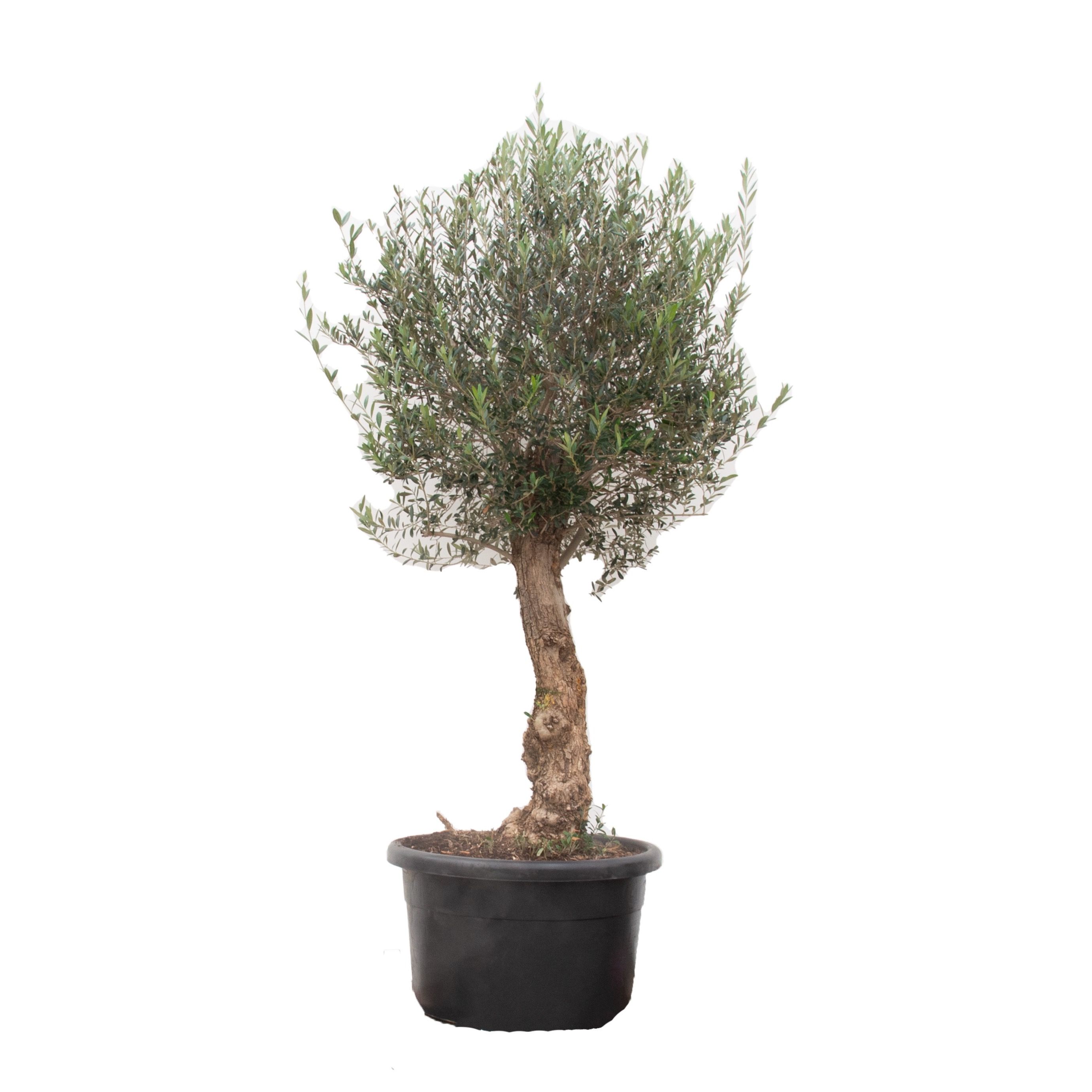 Olea Europaea Bonsai - 225cm, D 70