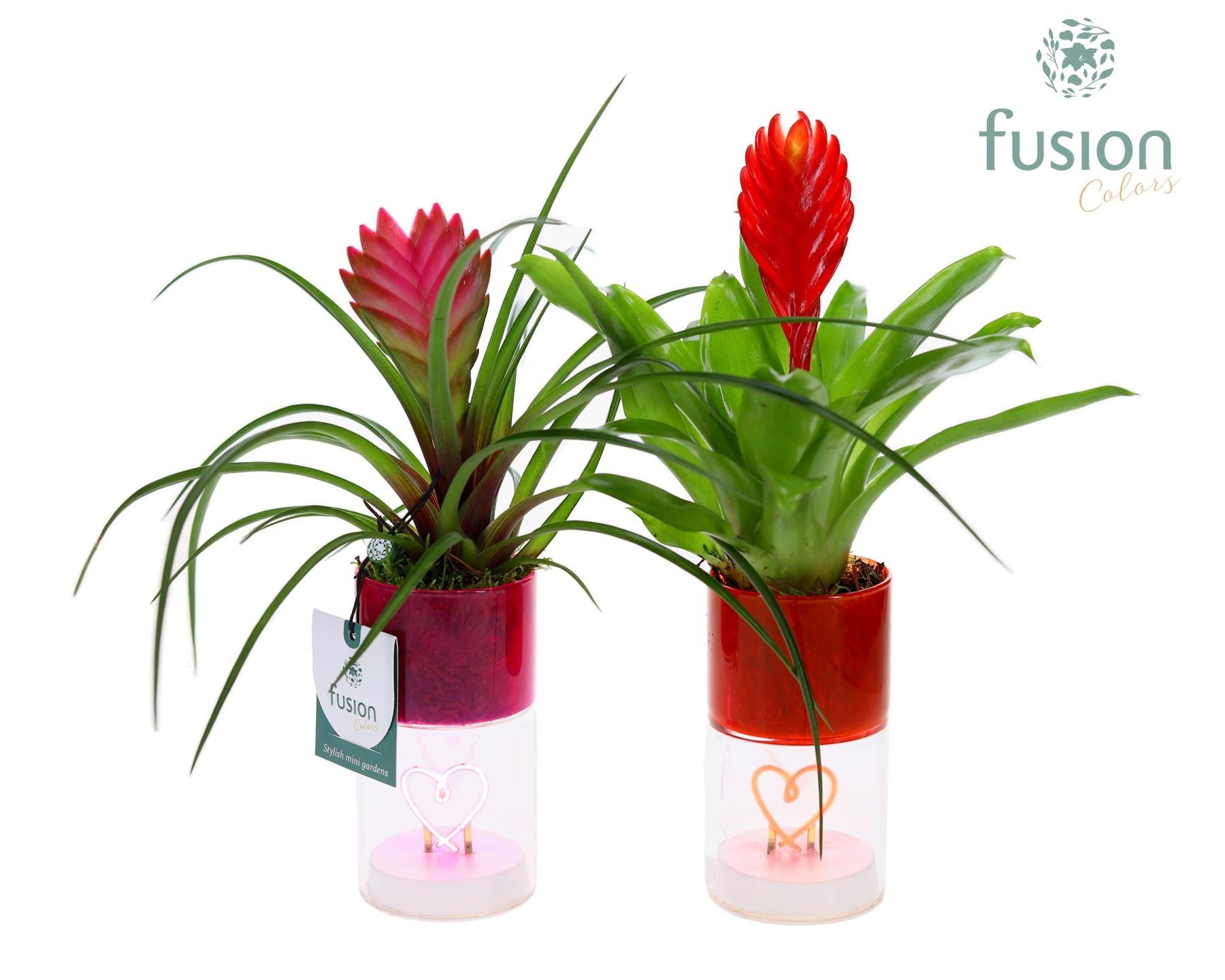 LED hartlicht planter met Bromelia, D 7