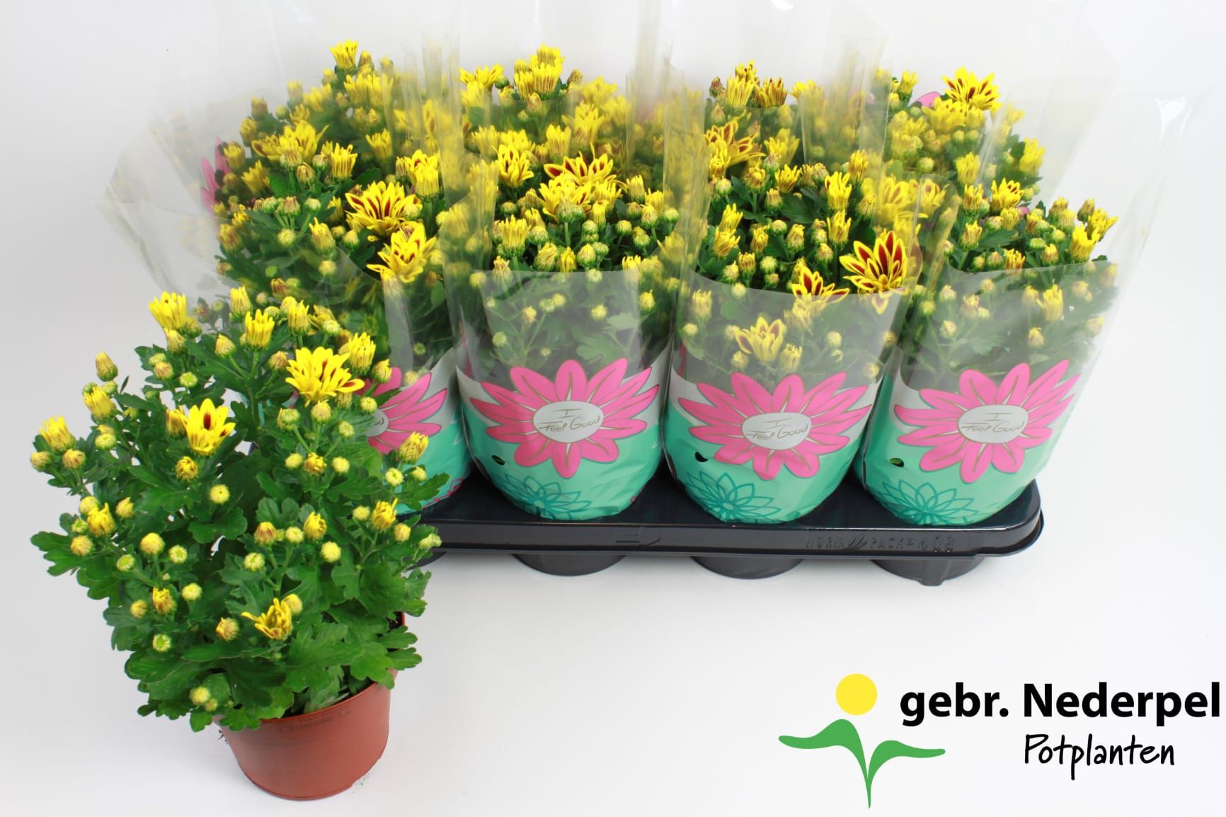 Chrysant Lake Worth Stadium 1, D 14 cm