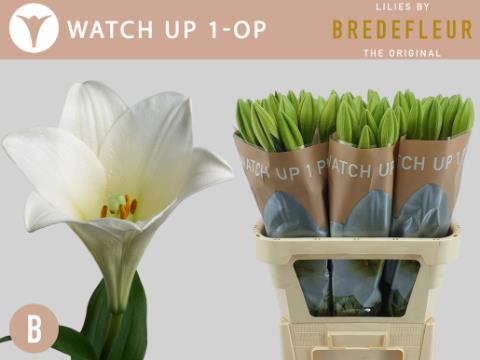 Лилия Вотч Ап 95, шт.