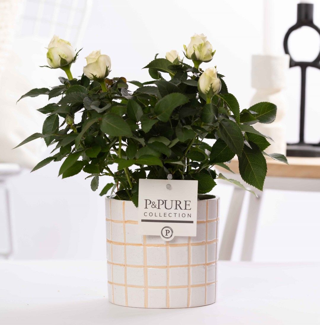 Rosa white in P&PURE Tirza ceramics, D 12